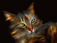cat1