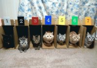 cat2