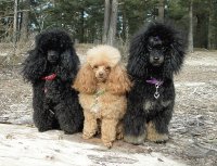 Poodle
