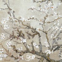 Almond Branches In Bloom San Remy