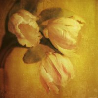 Three Tulips