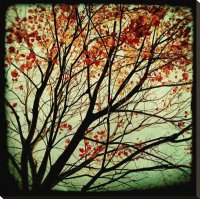 Autumns Alchemy