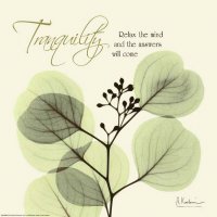 Tranquility Eucalyptus
