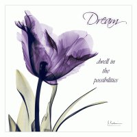 Tulip Dream