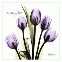 Tulip in Purple Imagine