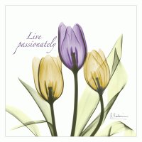 Tulips Live Passionately