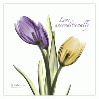 Tulips Love Unconditionally