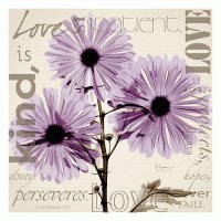 Violet Chrysanthemum