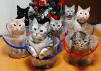 cats