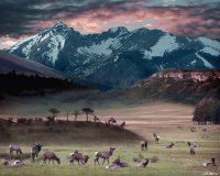 Wapiti Heaven