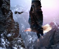 Where Eagles Dare