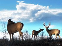Whitetails in the Clouds