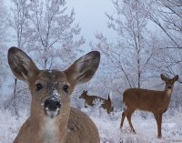 Winter Wonderland