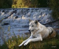Wolf Falls
