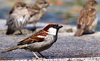 Les oiseaux