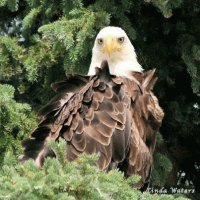 Marten Beach Eagle