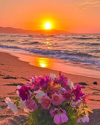 flores atardecer