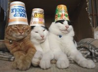 cat4