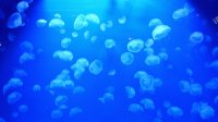 Meduse