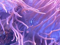 Anemone