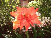 Tropical flower