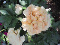 Pretty Peony