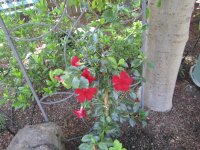 Mandevilla