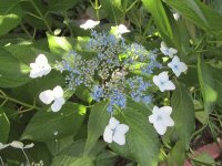 Hydrangea