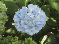 Blue Hydrangea