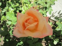 Perfect Blush