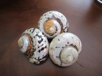 Seashells