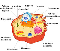 Ciências