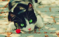 Cherry Cat
