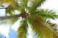 palm