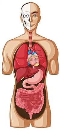 anatomia
