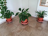 plants