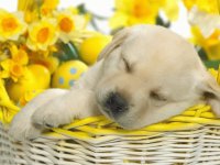 durmiendo