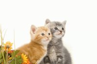 hermosos