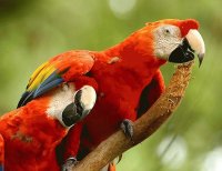 pajaros del mundo