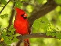pajaros del mundo