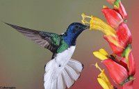 pajaros del mundo
