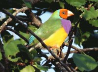 pajaros del mundo