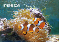 帶著尼莫去旅行