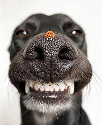 SONRIE