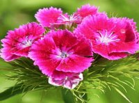 clavel