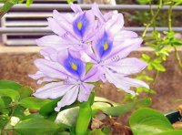 flores2