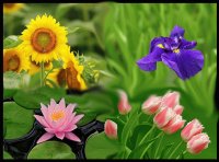 flores3