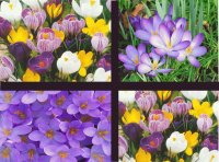 flores4