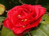 rosa roja