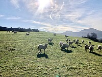 Moutons dans la prairie